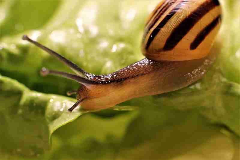 les escargots (Helix pomatia) sont les seuls mollusques à avoir conquis la terre ferme