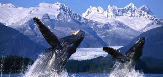 Baleines en couple en Articque