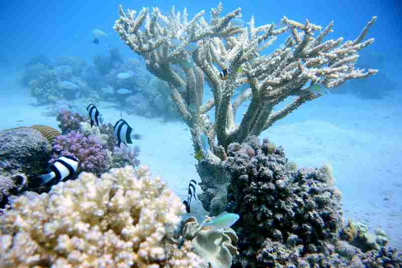 Corail et massifs coralliens