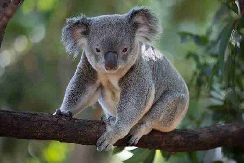 Koalas en danger en Australie