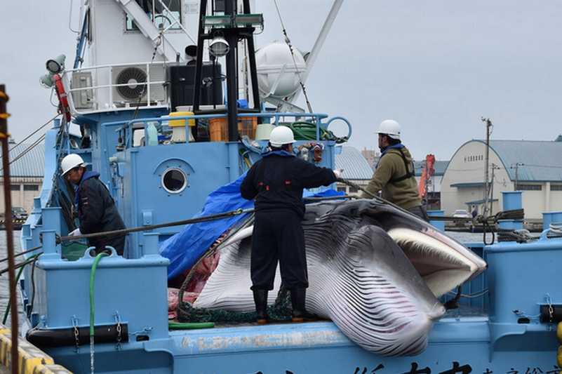 Pêche industrielle Baleine Subventions
