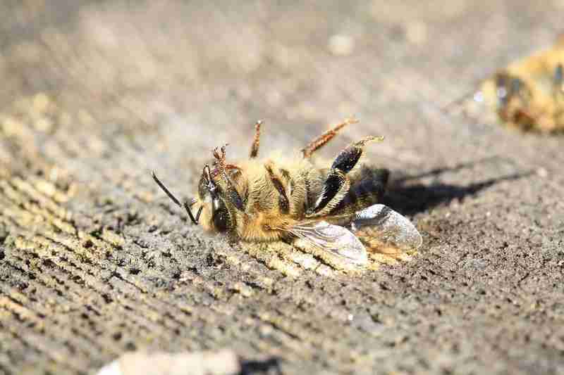 Canada : abeilles et néonicotinoïdes