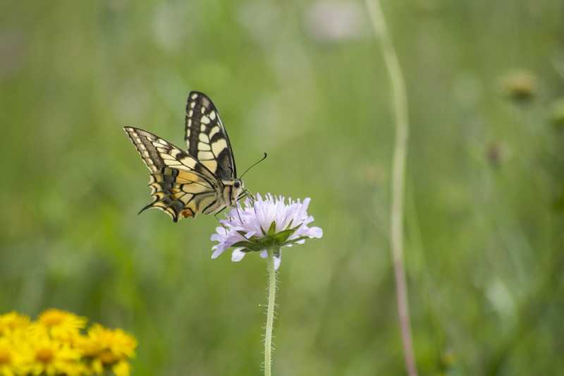 Les pesticides et leurs conséquences pour la vie des papillons et la biodiversité