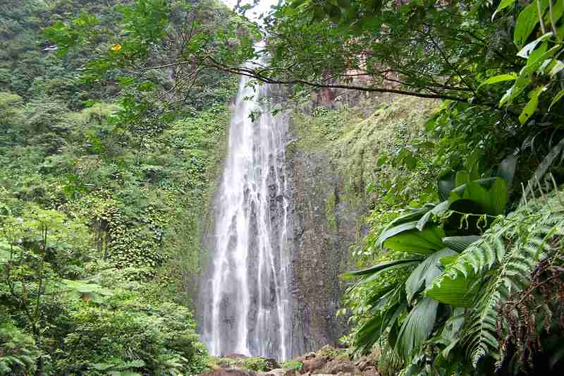 Cascade d'eau douce et forêt tropicale