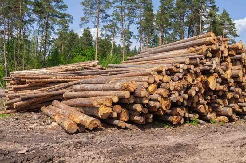 Déforestation et trafic du bois