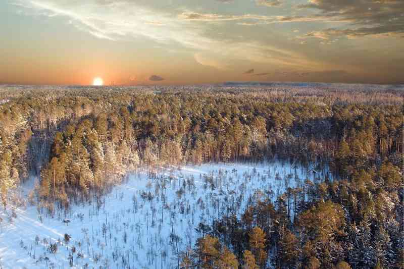 Forêt et Clairière sous la neige