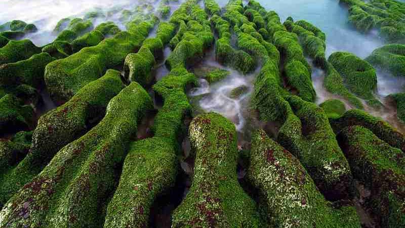 Eutrophisation, la Bretagne combat ses algues