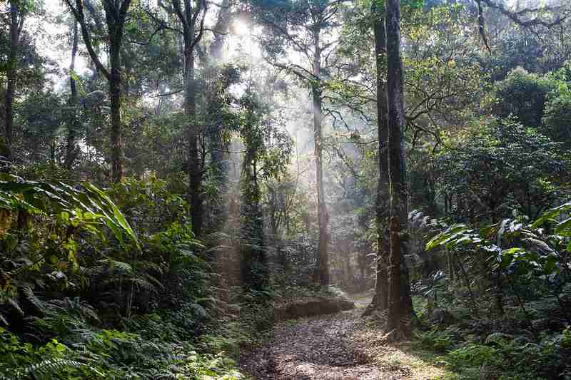 Forêts et bois : les poumons de la terre