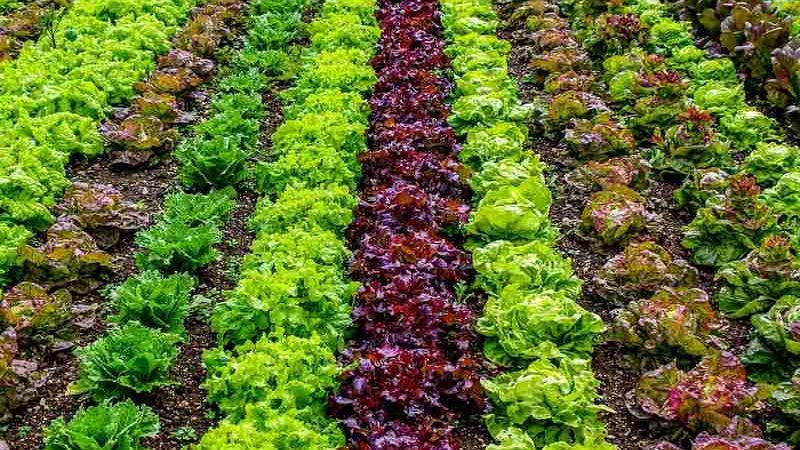 Salades et champs de cultures Biocides Pollution chimique