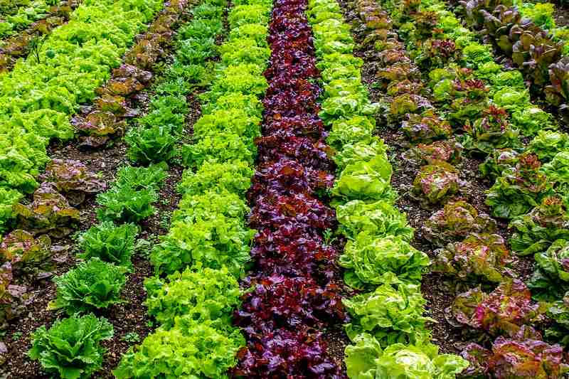 Salades et champs de cultures Biocides Pollution chimique