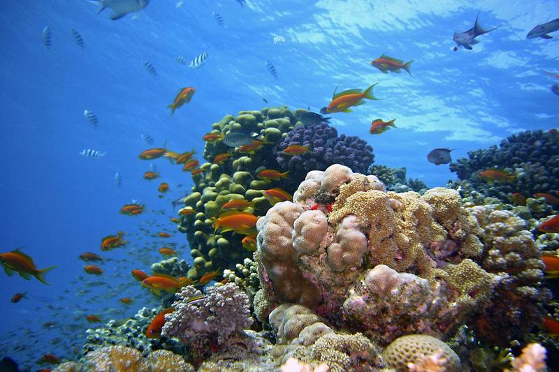 Écosystèmes marins menacés
