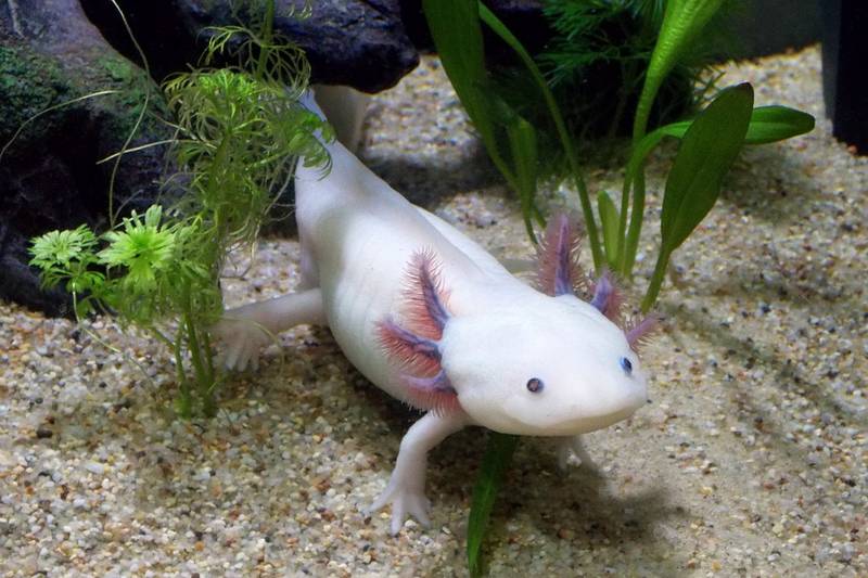 Axolotl ou Ambystoma mexicanum