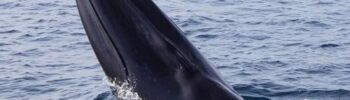 Baleine d’Omura Balaenoptera physalus cétacé