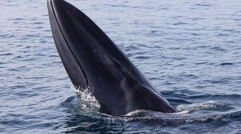 Baleine d’Omura Balaenoptera physalus cétacé