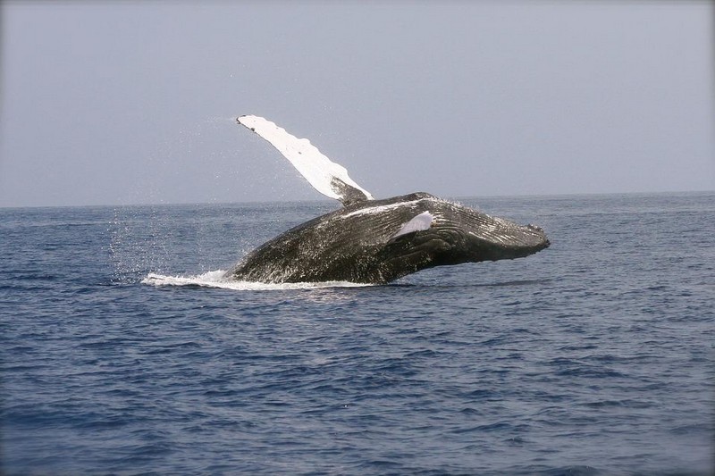Premières baleines dans l’océan