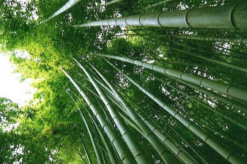 Bambou ou Phyllostachys famille des Poaceae