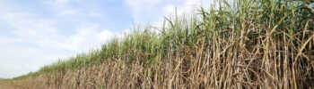 Brésil production de la canne à sucre