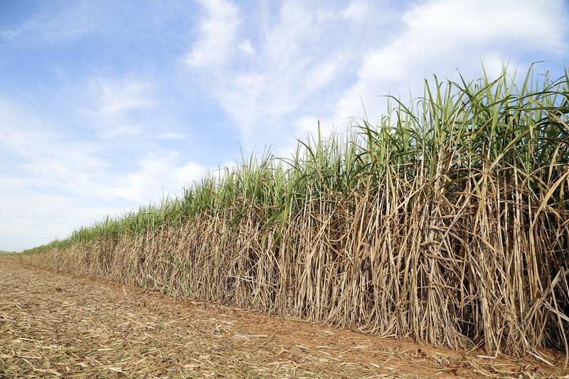 Brésil production de la canne à sucre