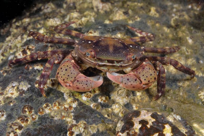 Crabe Asiatique Hemigrapsus Sanguineus
