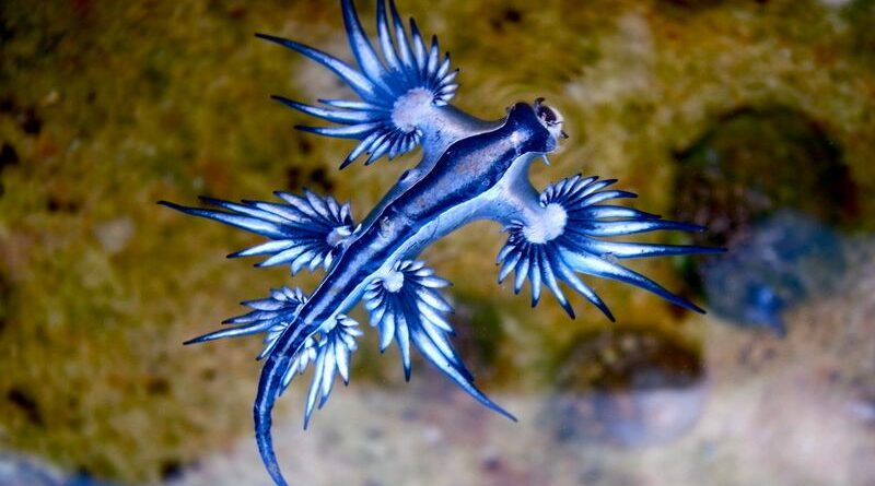 Dragon Bleu Glaucus