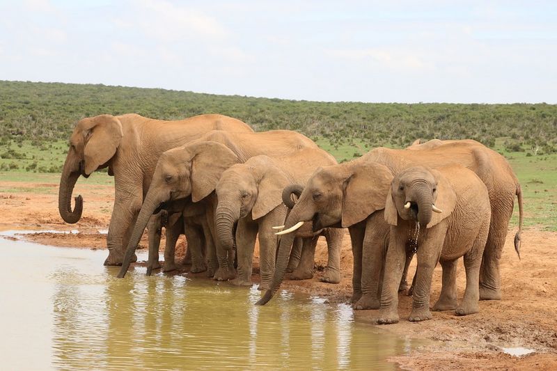 Éléphants en troupeau en Afrique
