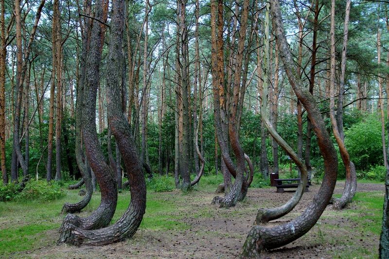 Forêt tordue ou Krzywy Las en Pologne