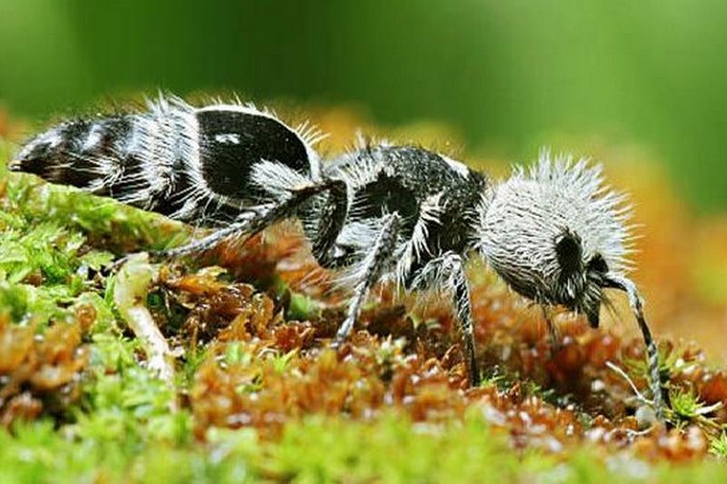 La fourmi panda est une guêpe