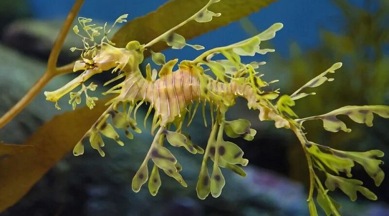 Dragon de mer feuillu hippocampe-feuille Phycodurus eques