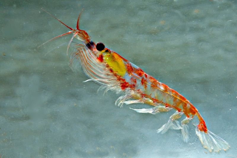 Le krill représente la plus grande biomasse de la planète