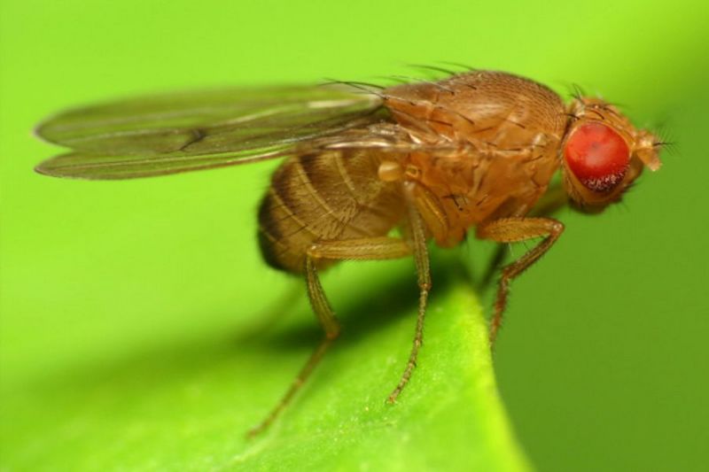 Moucheron asiatique Drosophila suzukii