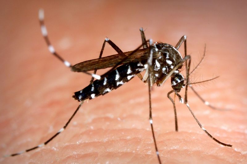 Moustique Tigre Asiatique chikungunya, dengue et zika
