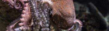La pieuvre ou poulpe : un céphalopode intelligent