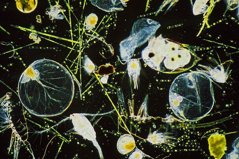 Plancton zooplancton phytoplancton Diatomée Bacillariophyta microalgues Cyanobactéries Zooplancton