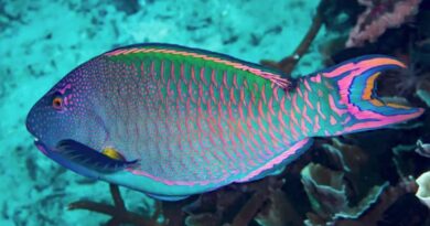Poisson-perroquet bicolore Cetoscarus bicolor Parrotfish