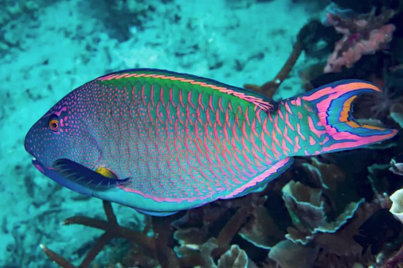 Poisson-perroquet bicolore Cetoscarus bicolor Parrotfish