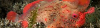 Poisson Rouge à main Thymichthys politus Red Handfish