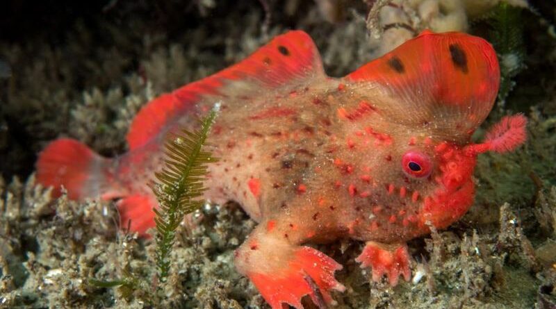 Poisson Rouge à main Thymichthys politus Red Handfish