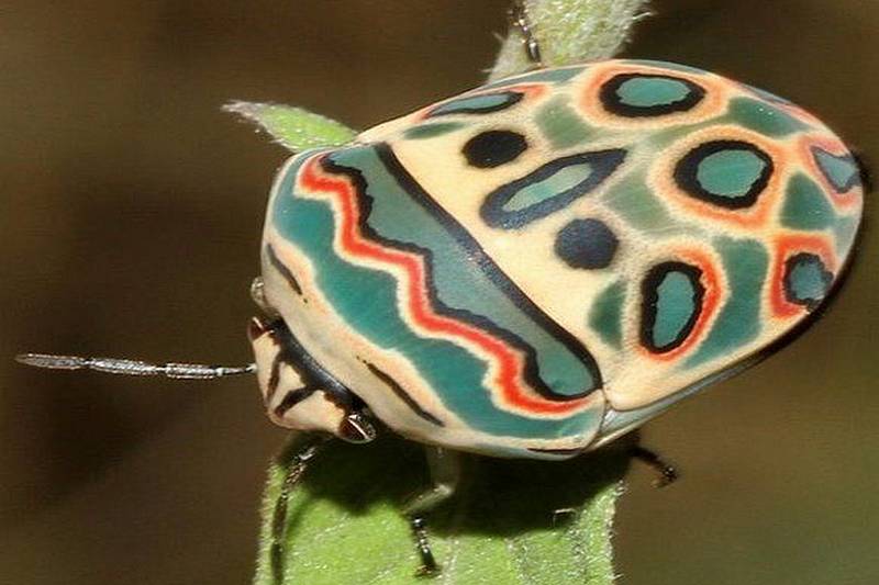 Punaise Picasso Sphaerocoris annulus Insectes