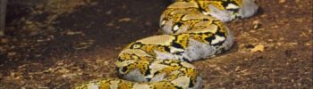 Python réticulé ou Malayopython reticulatus Indonésie