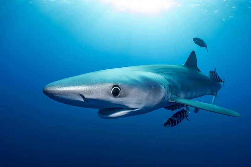 requin bleu requin peau bleue Prionace glauca