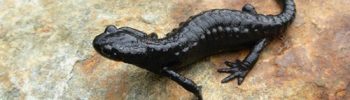 Salamandre noire salamandra atra Salamandra czarna