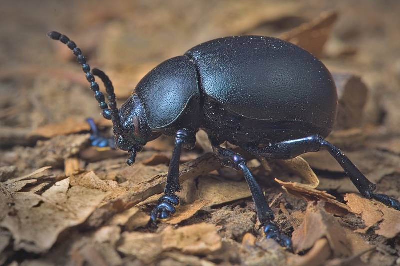 scarabée noir commun coléoptères insectes