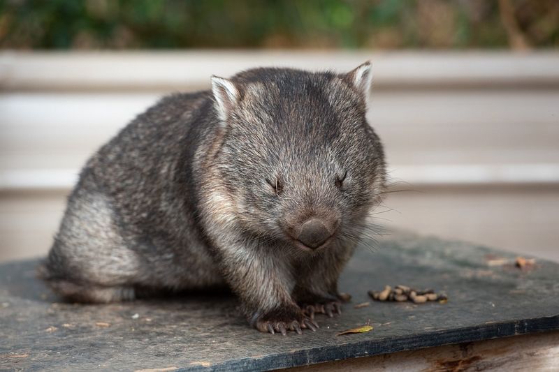 Wombat marsupial herbivore